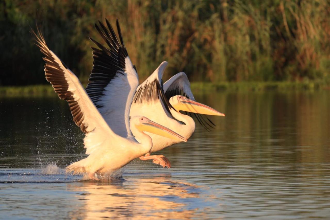Agropensiunea Beluga Gorgova Esterno foto